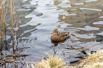 A female duck swims in a lake in a park.