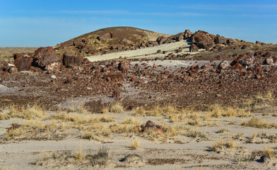 The trunks of petrified trees, multi-colored crystals of minerals. Petrified Forest National Park,...