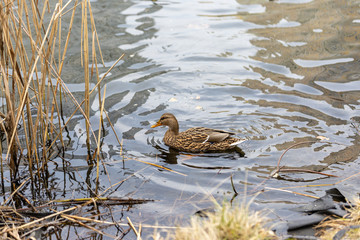 A female duck swims in a lake in a park.