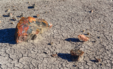The trunks of petrified trees, multi-colored crystals of minerals. Petrified Forest National Park,...