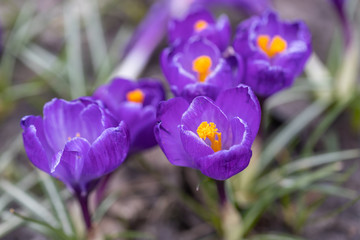 Spring crocus flowers in the park