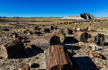 The trunks of petrified trees, multi-colored crystals of minerals. Petrified Forest National Park,...