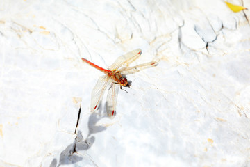 dragonfly rest on the rock