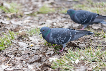 Obraz premium Pigeons eat bread crumbs on the grass.