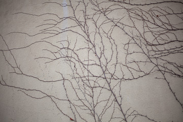 The plant encircled the wall. Unusual texture of a climbing plant on a pale wall. Beautiful...