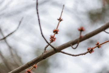 Chestnut leaves bloom from the kidneys.
