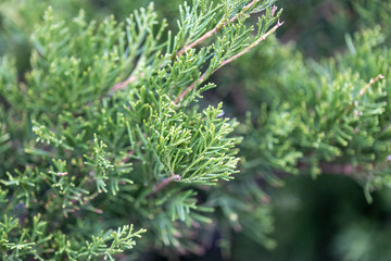 Detailed view of juniper in park.