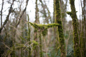 Relic forest consisting of yew and boxwood. Trees in the reserve. Moss on the branches. Natural background from the jungle. Natural niche. Old trees. Beauty of nature.