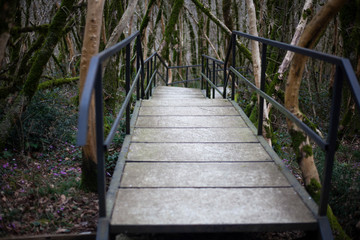 Fototapeta premium Trail for tourists in a nature reserve. Wildlife trail. Concrete path in the relict forest. A tourist route for a walk in an unknown place. Equipped lift.
