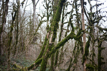 Relic forest consisting of yew and boxwood. Trees in the reserve. Moss on the branches. Natural background from the jungle. Natural niche. Old trees. Beauty of nature.