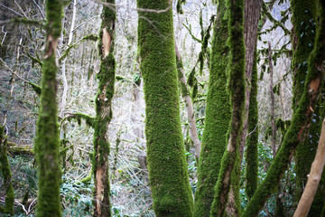 Relic forest consisting of yew and boxwood. Trees in the reserve. Moss on the branches. Natural...