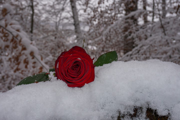 Rose#Schnee