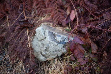 Background of red fern. Simple natural background. Texture of plants. The stone lies in the grass.