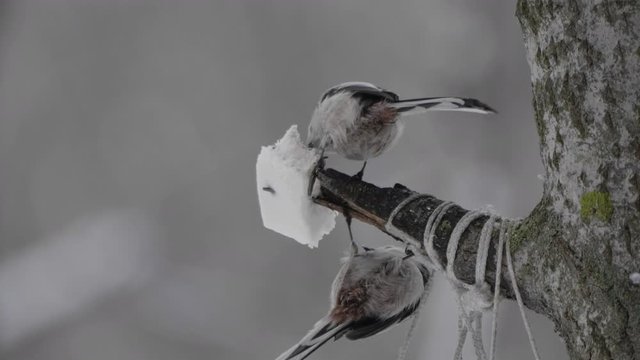 Long-tailed Tit Aegithalos caudatus eating a piece of bread in a manger in winter.