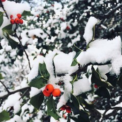 Red berries in snow