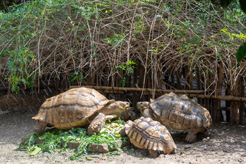 African spurred tortoise eating salad