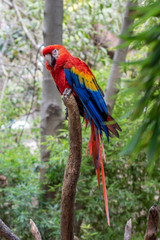 Ara, long tailed macaw parrot