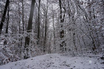 Winter#Natur