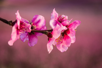 Close-up of a tree flower with blurred background