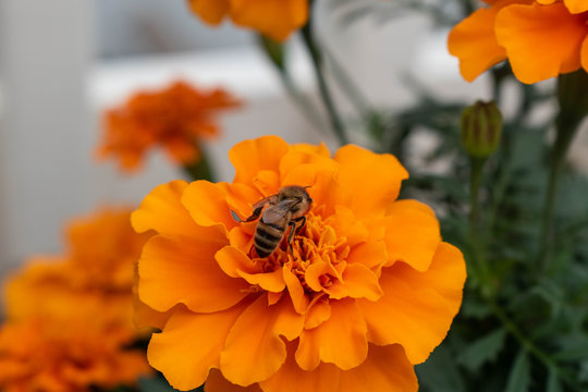 Honeybee getting pollen on a brightly colored orange marigold flower in Hawaii  with other orange marigold flowers in the background. Endangered, endemic, bee populations, conservation concepts.