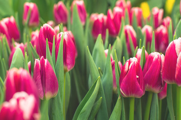 Fototapeta premium Buds of rose tulips with fresh green leaves in soft lights at blur backgroun with place for your text.