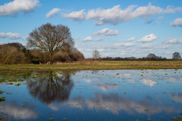 Fototapeta premium A tree is reflected in the water while clouds pass by the blue sky
