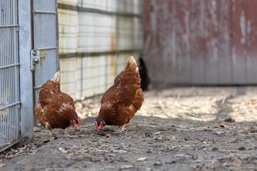 Zwei Hühner scharren im Hühnerhof