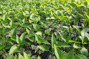 pepper seedlings in nutritional bowls