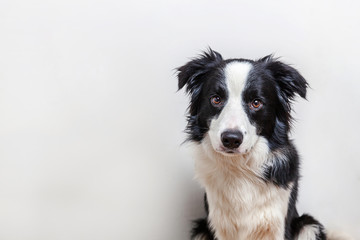Obraz na płótnie Canvas Funny studio portrait of cute smilling puppy dog border collie isolated on white background. New lovely member of family little dog gazing and waiting for reward. Funny pets animals life concept
