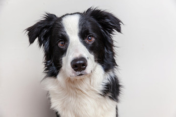 Naklejka na ściany i meble Funny studio portrait of cute smilling puppy dog border collie isolated on white background. New lovely member of family little dog gazing and waiting for reward. Funny pets animals life concept