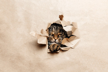 The cat looks playfully through the torn paper.