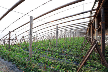 Fototapeta premium Tomato and Strawberry Greenhouse
