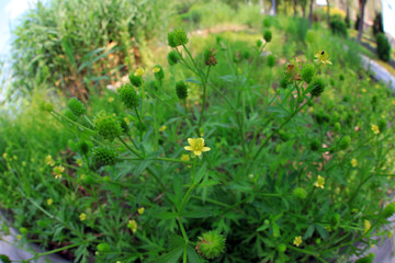 Wild plants of Ranunculaceae, Luannan County, Hebei Province, China