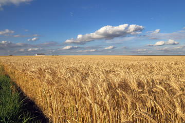 Wheat is a grass widely cultivated for its seed, a cereal grain which is a worldwide staple food.Wheat is an important source of carbohydrates