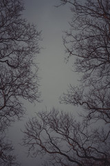 Tree Veins