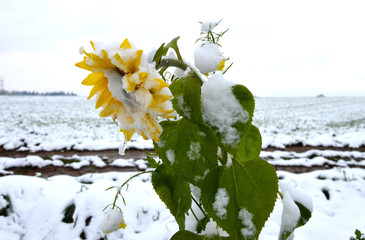 Eine Sonnenblume mit Schnee darauf im Salzkammergut - A sunflower with snow on it in autumn in the...