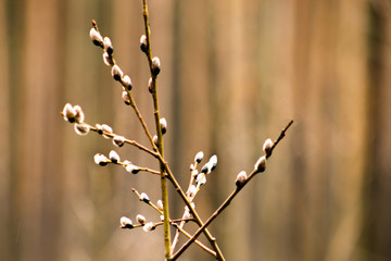 Rain drops on the branches of a tree, swollen buds, the snow has melted. The end of winter, spring came. Awakening of nature.