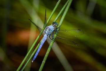 Dragonfly angles skyward