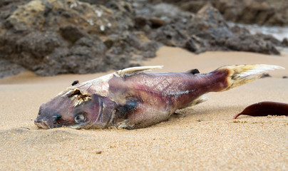 Dead fish on the beach, Australia
