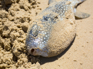 Dead fish on the beach, Australia