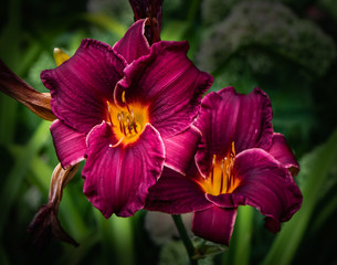 Fototapeta premium Crimson Day Lily