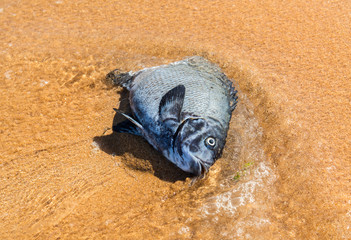Fish after shark attack, Sydney Australia
