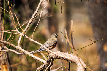 Robin on a branch