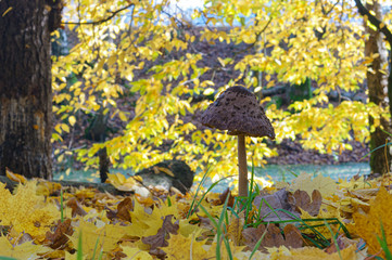 Mushroom umbrella scaly. A beautiful mushroom in the autumn foliage. Edible mushroom with scales on the hat.