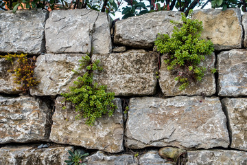 Hauswurzen an Natursteinmauer