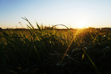 Grass in Italian countryside