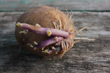 Closeup of Sprouted potato ready for spring planting on a rustic wooden background. 