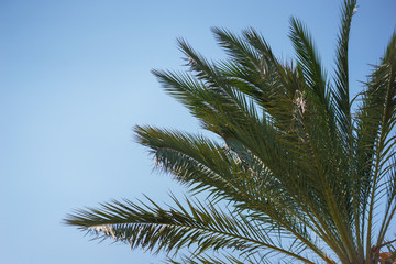 Obraz na płótnie Canvas Green palm leaves against a clear blue sky. Traveling background concept. Coconut palm tree branches. Health, environmental friendliness and a clean environment for life.
