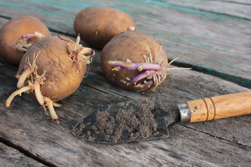 Sprouted potatoes and small shovel for gardening on a rustic wooden background. Top view. Copy space. Preparations for spring planting 