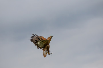 bird